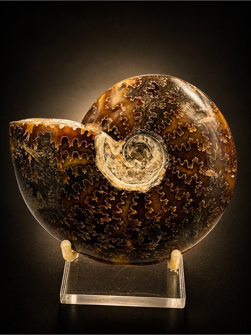 Ammonite Fossil Specimen (Madagascar)
